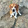 beagle, puppy, dog, sitting, outdoor, straw, dirt, ground, leash, collar, brown_and_white, floppy_ears, black_nose, blue_eyes, portrait, pet, animal, cute, centered_composition, natural_light