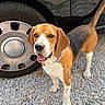 Bonnie a rejoint le concours — aidez-le/la à gagner de superbes lots ! dog, beagle, canine, pet, standing, happy, tongue_out, wagging_tail, brown_and_white, tri_color, collar, outdoor, gravel, car, wheel, tire, vehicle, driveway, animal_portrait, daylight