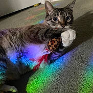 Milo joined the competition — help win amazing prizes! animal, carpet, cat, claw, closeup, colorful, curious, cute, feathers, fur, indoor, leopard_print, paw, pet, playful, rainbow_light, relaxed, tabby_cat, toy, whiskers