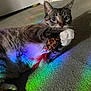animal, carpet, cat, claw, closeup, colorful, curious, cute, feathers, fur, indoor, leopard_print, paw, pet, playful, rainbow_light, relaxed, tabby_cat, toy, whiskers