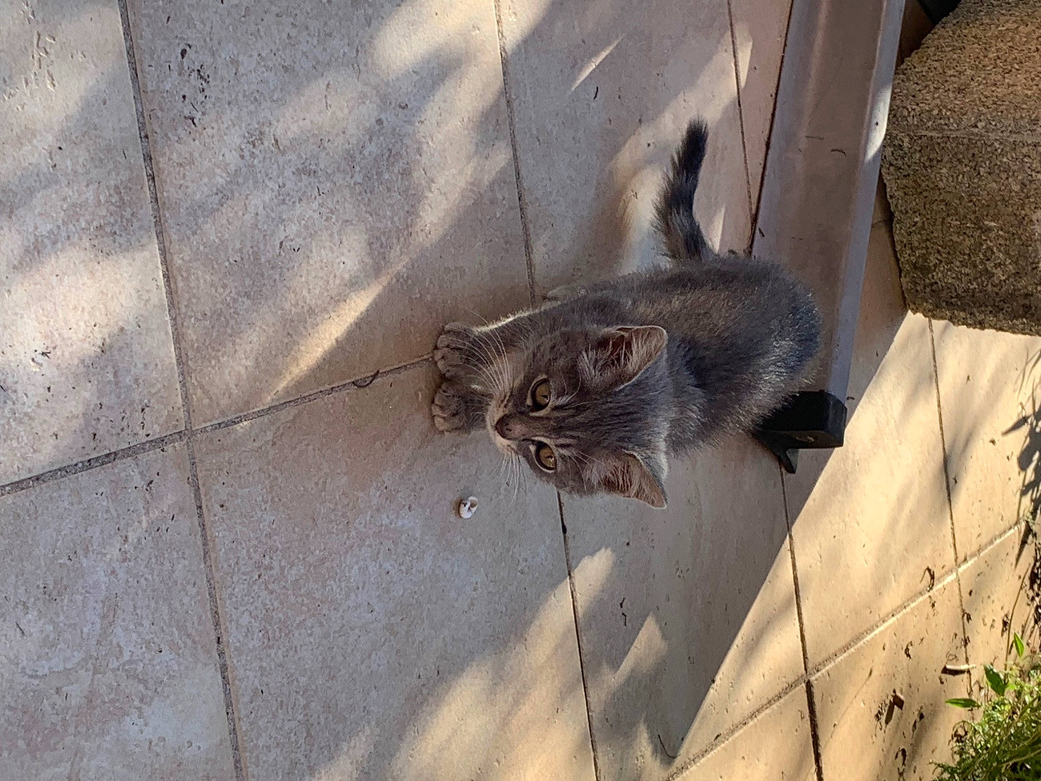 Grizzou a rejoint le concours — aidez-le/la à gagner de superbes lots ! asphalt, carnivore, cat, concrete, domestic_short_haired_cat, felidae, flooring, fur, grey, plant, rabbit, road_surface, sidewalk, small_to_medium_sized_cats, tail, terrestrial_animal, whiskers, wildlife, window, wood