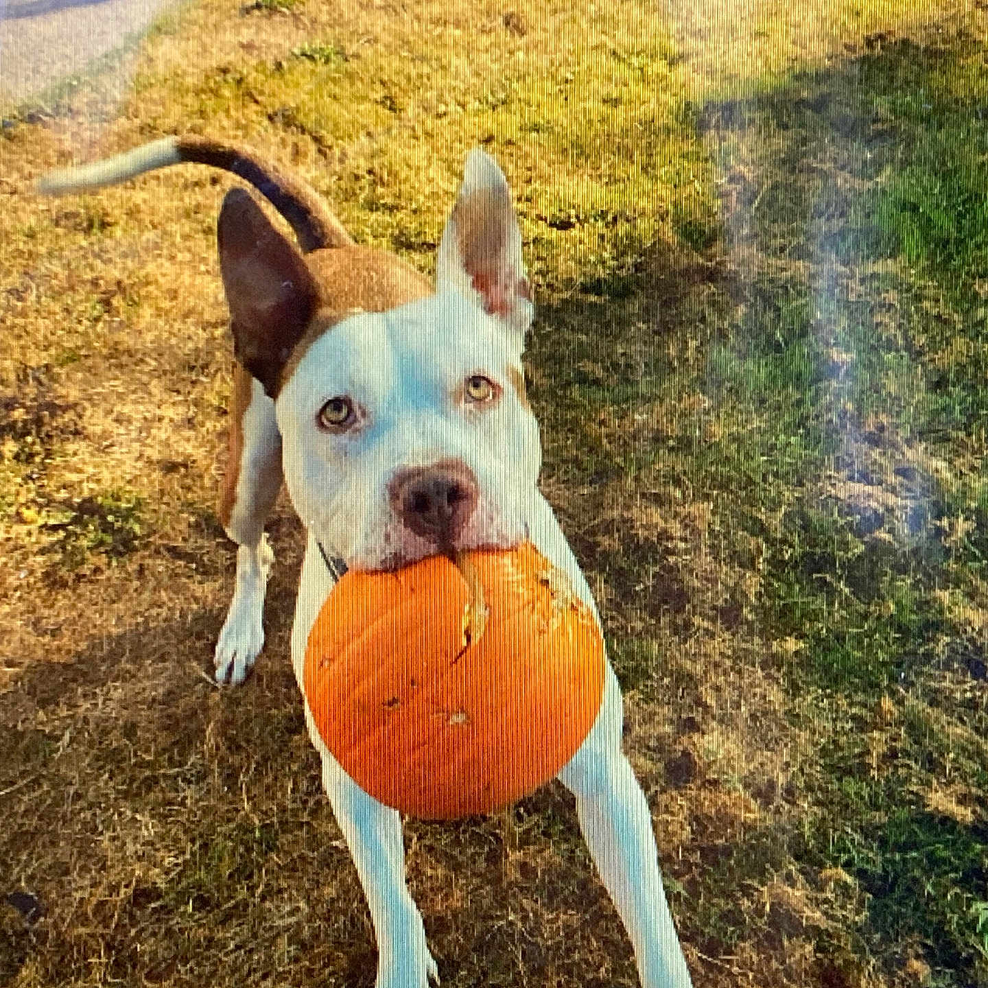 Maximus joined the competition — help win amazing prizes! animal, ball, canine, dog, face, football, grass, head, person, pet, photography, plant, portrait, puppy, soccer, soccerball, soil, sport, tennis, tennisball