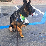 Bijou is registered to the contest to win money with this photo: dog, german_shepherd, leash, bandana, sitting, parking_lot, blue_lines, pavement, outdoor, pet, canine, animal, side_view, collar, resting, daylight, urban, plant, shrub, concrete