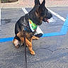 dog, german_shepherd, leash, bandana, sitting, parking_lot, blue_lines, pavement, outdoor, pet, canine, animal, side_view, collar, resting, daylight, urban, plant, shrub, concrete