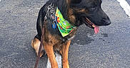 Bijou is registered to the contest to win money with this photo: dog, german_shepherd, leash, bandana, parking_lot, asphalt, sitting, pet, animal, outdoor, side_view, black_and_tan, pavement, tree, building, collar, canine, daylight, quiet, alert