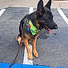 dog, german_shepherd, leash, bandana, parking_lot, asphalt, sitting, pet, animal, outdoor, side_view, black_and_tan, pavement, tree, building, collar, canine, daylight, quiet, alert