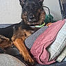 Bijou is registered to the contest to win money with this photo: dog, german_shepherd, pet, indoor, couch, blanket, pillow, relaxed, animal, canine, fur, ears, face, looking, resting, home, comfort, furniture, domestic, companion