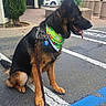 Bijou is registered to the contest to win money with this photo: dog, german_shepherd, leash, bandana, sitting, parking_lot, side_view, tongue_out, outdoor, pavement, tree, car, plant, building, curb, daylight, pet, canine, animal, waiting