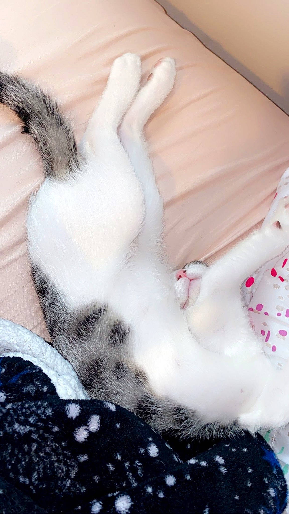 Milo joined the competition — help win amazing prizes! comfort, eyelash, fawn, feather, felidae, finger, foot, fur, gesture, human_leg, linens, nail, neck, pattern, paw, snout, tail, textile, toy, whiskers