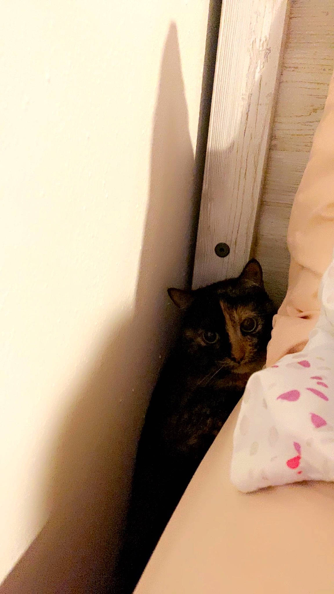 Lavagirl joined the competition — help win amazing prizes! black_cat, carnivore, cat, comfort, curtain, domestic_short_haired_cat, door, felidae, fur, hardwood, human_leg, linens, sitting, small_to_medium_sized_cats, snout, tail, tints_and_shades, whiskers, window, wood