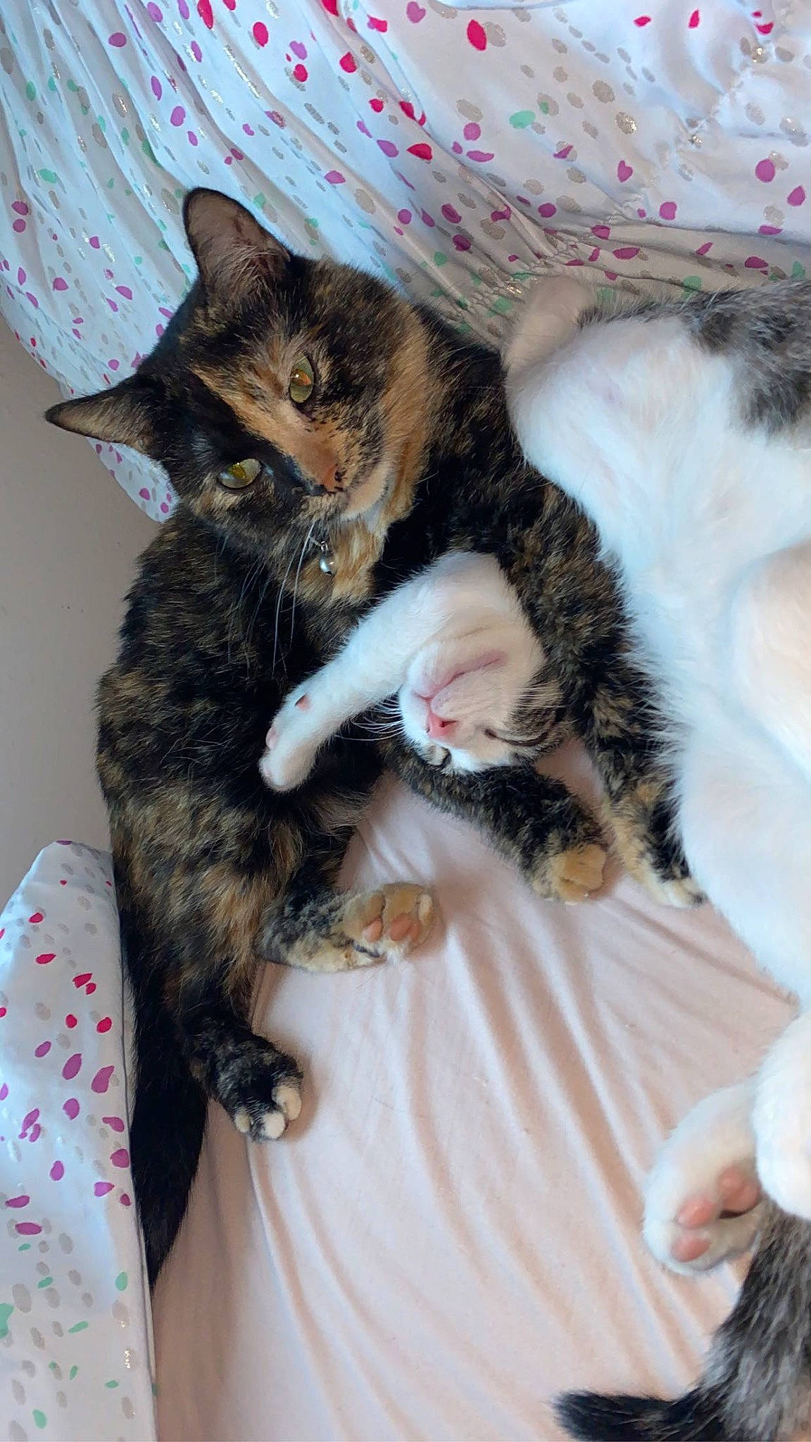 Lavagirl is registered to the contest to win money with this photo: carnivore, cat, claw, comfort, domestic_short_haired_cat, felidae, fur, lap, nap, paw, small_to_medium_sized_cats, tail, tree, whiskers