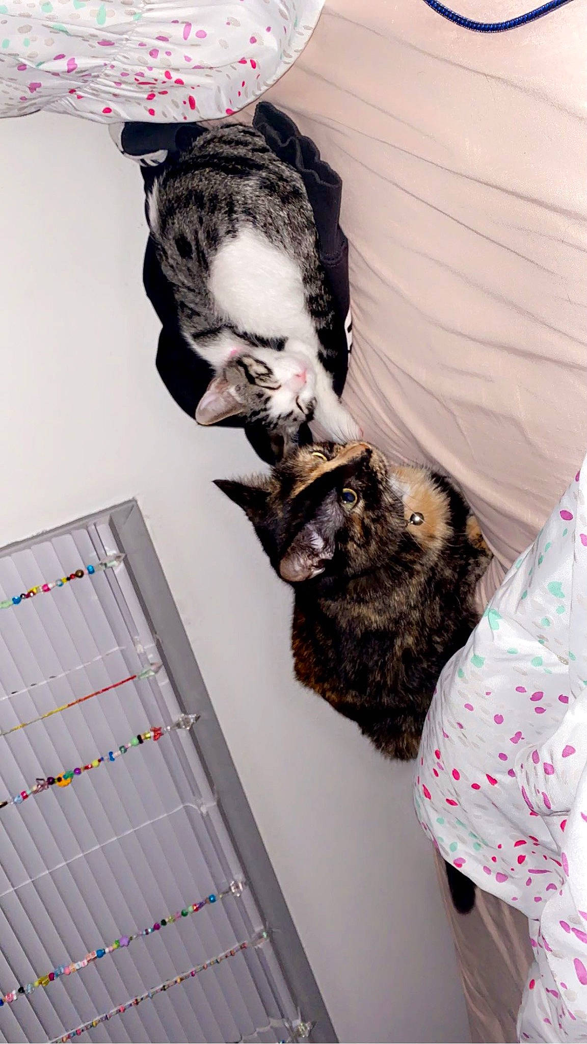 Lavagirl joined the competition — help win amazing prizes! beard, calendar, comfort, eyewear, facial_hair, fashion_design, felidae, font, fur, moustache, office_supplies, pattern, room, small_to_medium_sized_cats, visual_arts