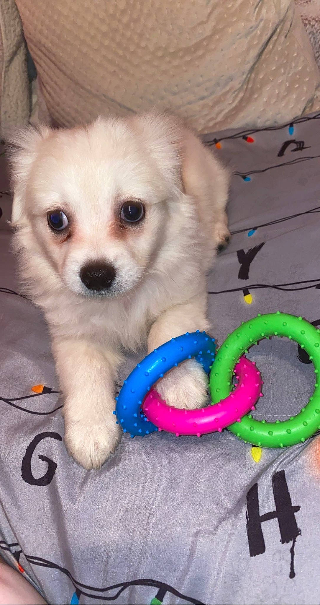 Ducati is registered to the contest to win money with this photo: canidae, carnivore, collar, companion_dog, dog, dog_breed, dog_clothes, dog_collar, dog_supply, fawn, fur, maltepoo, pet_supply, puppy_love, snout, sporting_group, toy, toy_dog, whiskers, working_animal