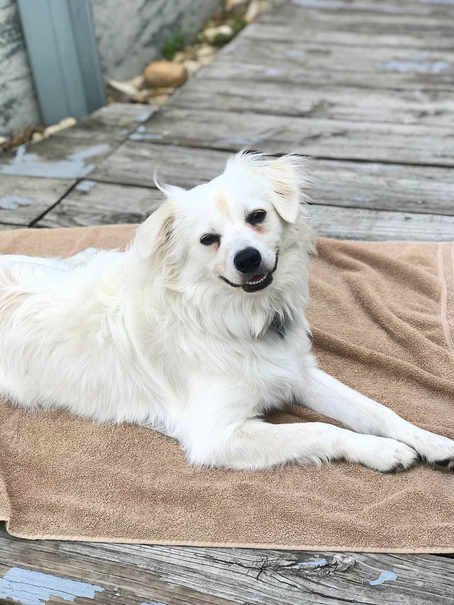 Ducati joined the competition — help win amazing prizes! american_eskimo_dog, canidae, carnivore, companion_dog, dog, dog_breed, fur, indian_spitz, japanese_spitz, non_sporting_group, samoyed, spitz, sporting_group, volpino_italiano, wood, working_dog