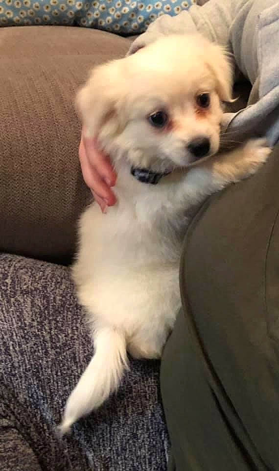 Ducati joined the competition — help win amazing prizes! canidae, carnivore, companion_dog, couch, dog, dog_breed, dog_supply, fawn, fur, mal_shi, maltepoo, non_sporting_group, pekapoo, puppy, puppy_love, snout, sporting_group, toy_dog, whiskers, working_animal