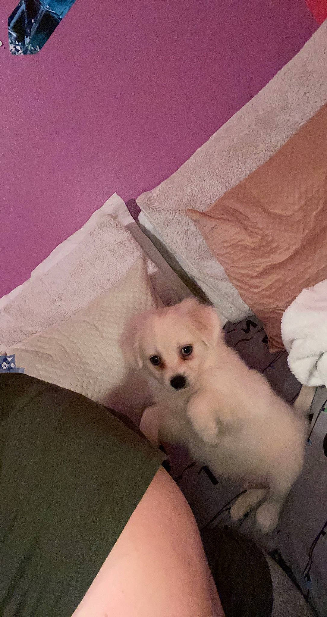 Ducati is registered to the contest to win money with this photo: abdomen, bed, bedding, canidae, carnivore, comfort, companion_dog, dog, dog_breed, fashion_accessory, fawn, fur, linens, pattern, sitting, sporting_group, tints_and_shades, toy_dog, trunk, working_animal