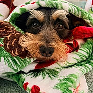 Rigby joined the competition — help win amazing prizes! blanket, close_up, comfort, cozy, cute, dog, eyes, festive, fur, green, holiday, indoor, pet, red, resting, snout, texture, warm, white, wrapped