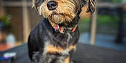 Rigby is registered to the contest to win money with this photo: affenpinscher, airedale, animal, canine, cockerspaniel, dog, hound, pet, poodle, puppy, terrier