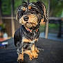 affenpinscher, airedale, animal, canine, cockerspaniel, dog, hound, pet, poodle, puppy, terrier