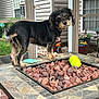 Rigby is registered to the contest to win money with this photo: animal, ball, canine, dog, football, furniture, jar, pet, plant, planter, pottedplant, pottery, soccer, soccerball, sphere, sport, summer, tennis, tennisball, vase