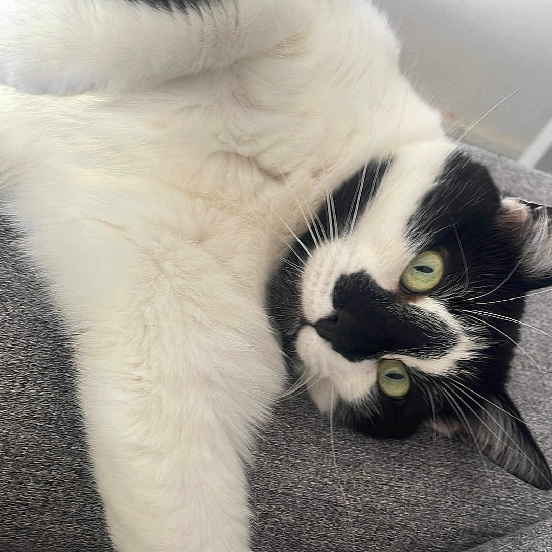 Pepette