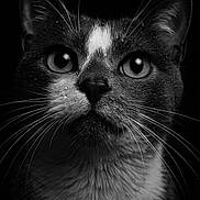 Grisouille participe au concours pour gagner de l'argent avec cette photo : cat, close_up, black_and_white, whiskers, fur, face, animal, pet, portrait, eyes, dramatic_lighting, texture, detailed, muzzle, dark_background, feline, no_human, no_text, studio_style, animal_portrait