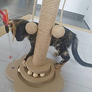 Annette a rejoint le concours — aidez-le/la à gagner de superbes lots ! animal, cat, curious, cute, dangling_balls, decor, feathers, floor, furniture, home, indoor, kitten, pet, pet_toy, play, scratching_post, small, tortoiseshell, toy, wooden_floor