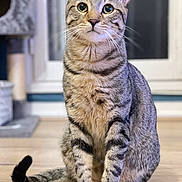 Obi-Wan participe au concours pour gagner de l'argent avec cette photo : cat, tabby_cat, pet, indoor, wood_floor, whiskers, sitting, portrait, big_eyes, ears, fur, tail, paws, window, cat_tree, bokeh, domestic_animal, cute, curious, home