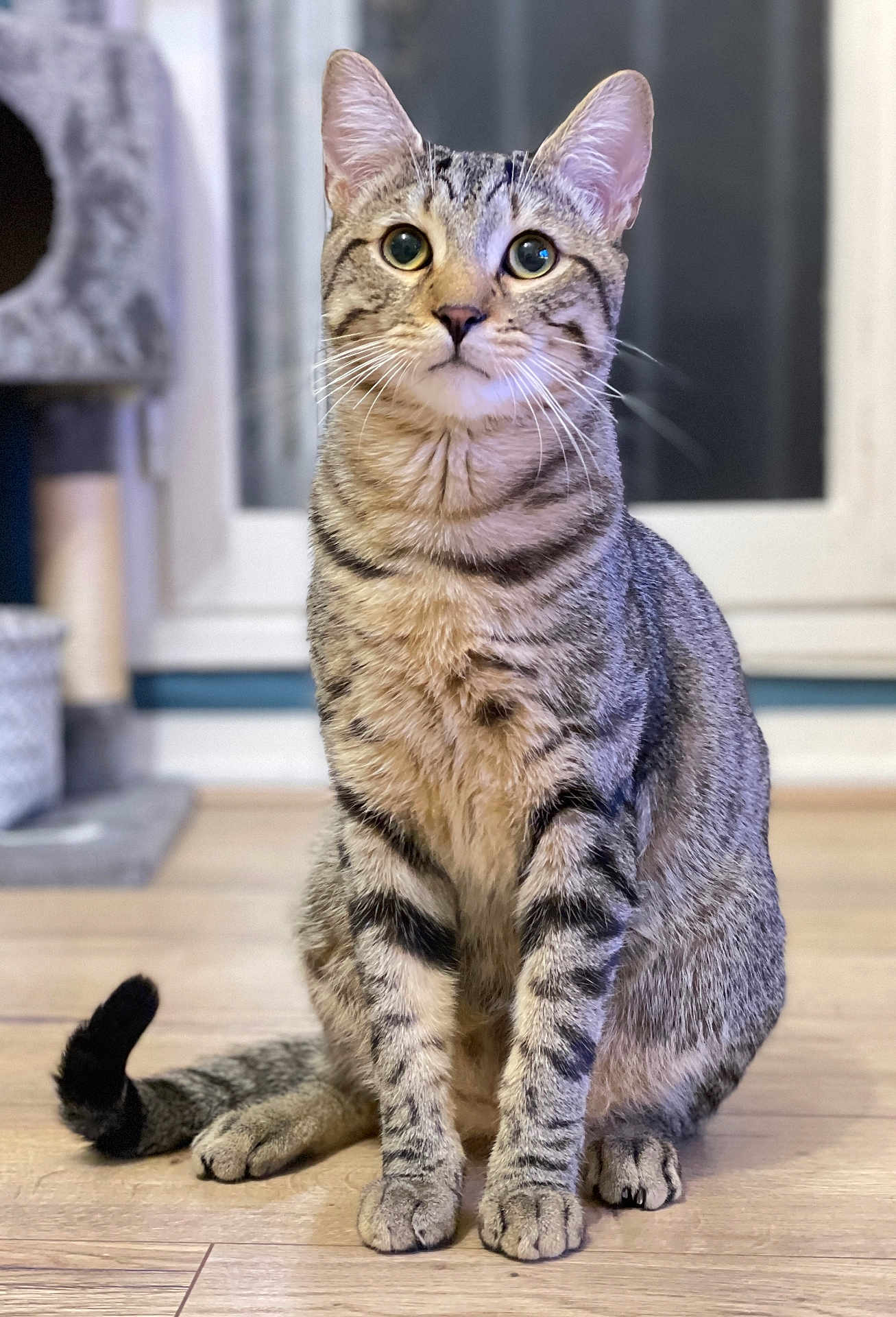 Obi-Wan participe au concours pour gagner de l'argent avec cette photo : cat, tabby_cat, pet, indoor, wood_floor, whiskers, sitting, portrait, big_eyes, ears, fur, tail, paws, window, cat_tree, bokeh, domestic_animal, cute, curious, home