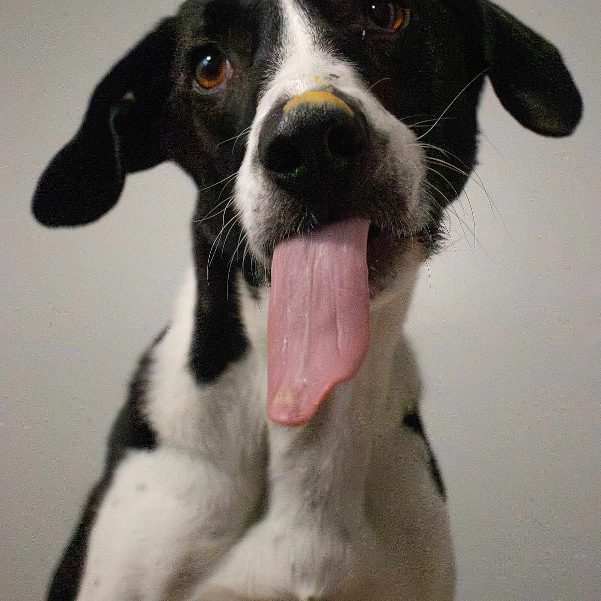 Otis joined the competition — help win amazing prizes! animal, beagle, bodypart, canine, cockerspaniel, dalmatian, dog, greatdane, hound, labradorretriever, mouth, person, pet, pointer, puppy, snout, tongue