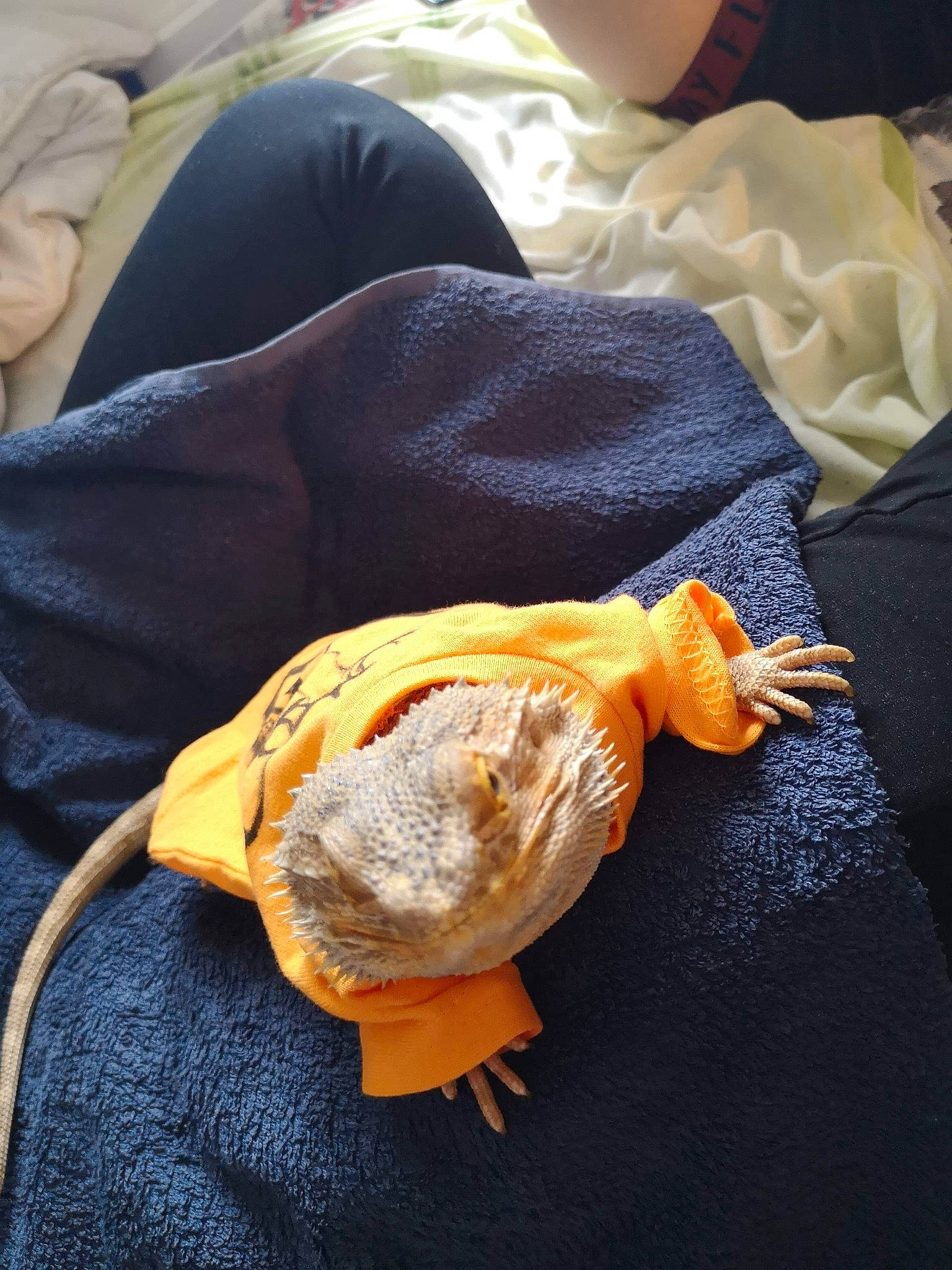 Zébulon participe au concours pour gagner de l'argent avec cette photo : yellow