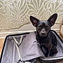 dog, black_dog, pet, sitting, suitcase, open_suitcase, empty_suitcase, floor, wooden_floor, curtain, indoor, ears, animal, companion, looking, waiting, home, cute, small_dog, lonely