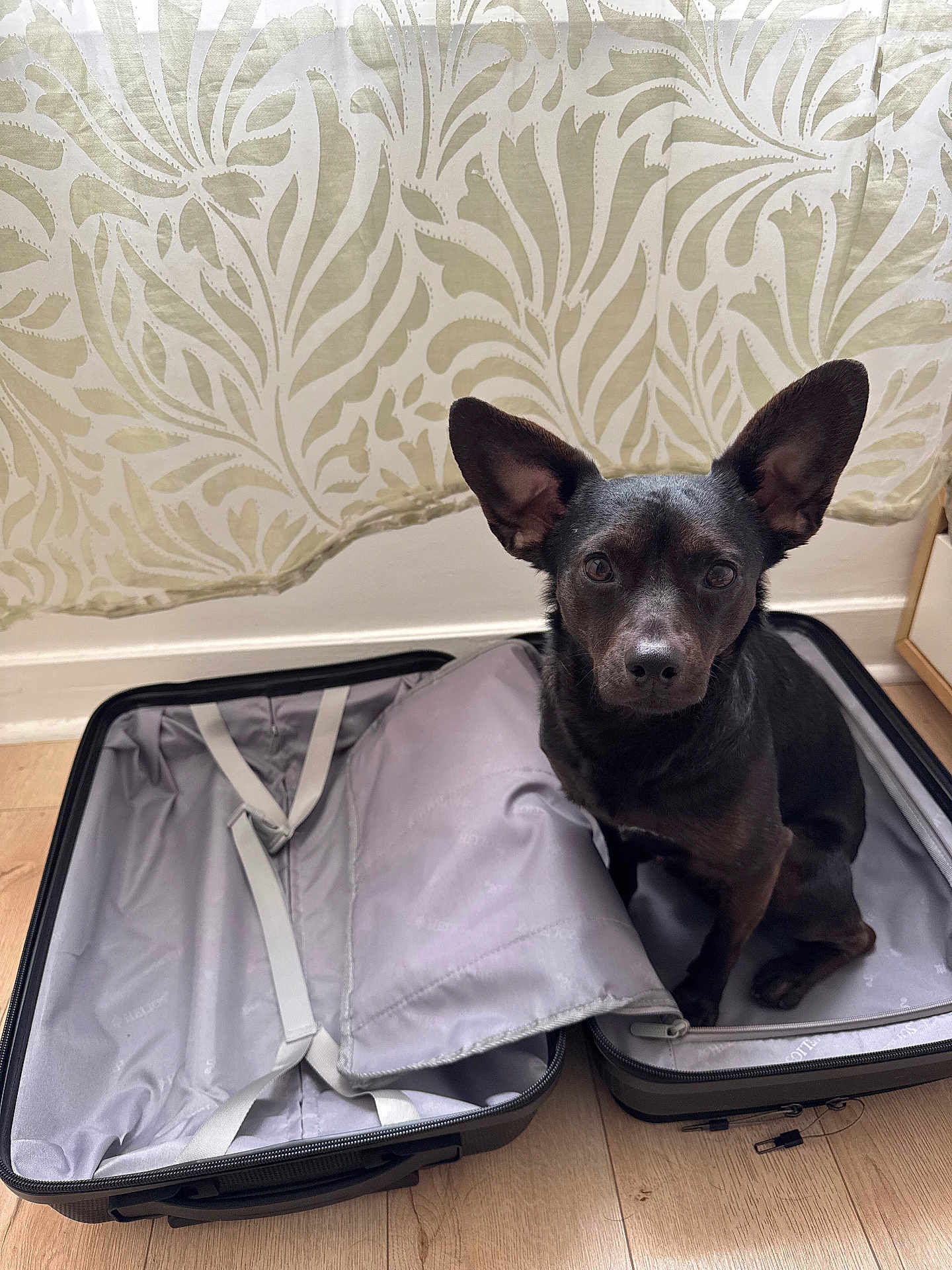 Toots a rejoint le concours — aidez-le/la à gagner de superbes lots ! dog, black_dog, pet, sitting, suitcase, open_suitcase, empty_suitcase, floor, wooden_floor, curtain, indoor, ears, animal, companion, looking, waiting, home, cute, small_dog, lonely