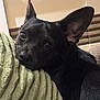 Toots participe au concours pour gagner de l'argent avec cette photo : dog, black_dog, pet, close_up, blanket, resting, ears, indoor, cozy, fur, animal, companion, cute, portrait, looking, soft_texture, home, relaxed, snout, curious