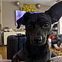 dog, black_dog, pet, indoor, living_room, birthday_banner, sofa, curious, ears, close_up, face, animal, domestic_animal, fur, cute, eyes, front_view, muzzle, house, furniture