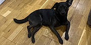 Toots a rejoint le concours — aidez-le/la à gagner de superbes lots ! dog, black_dog, indoor, wooden_floor, pet, animal, flooring, curious, relaxed, one_ear_up, canine, home, domestic_animal, looking, laying_down, floor, companion, mammal, household, resting