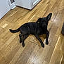dog, black_dog, indoor, wooden_floor, pet, animal, flooring, curious, relaxed, one_ear_up, canine, home, domestic_animal, looking, laying_down, floor, companion, mammal, household, resting