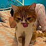 Sunny participe au concours pour gagner de l'argent avec cette photo : cat, ginger_cat, white_cat, bedroom, bed, bedding, patterned_bedspread, pajamas, person, tongue_out, pet, cute, indoor, cozy, feline, animal, resting, whiskers, ears, tail
