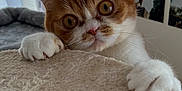 Sunny participe au concours pour gagner de l'argent avec cette photo : cat, ginger_cat, white_cat, curious, pet, indoor, cozy, feline, whiskers, paws, closeup, soft_texture, home, wall_photos, furniture, window, daylight, animal, cute, young_cat