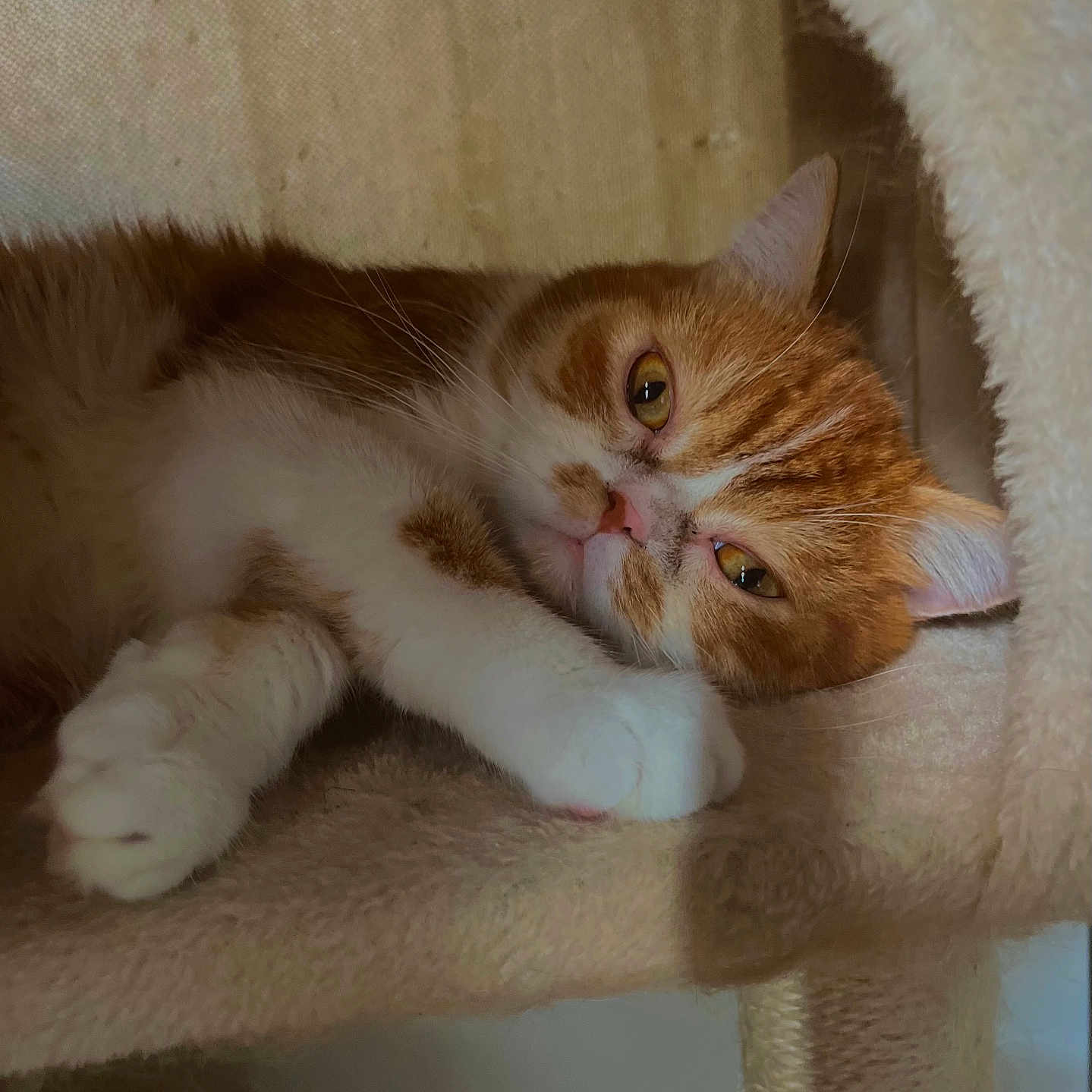 Sunny a rejoint le concours — aidez-le/la à gagner de superbes lots ! animal, cat, cat_tree, close_up, cozy, cute, domestic_animal, feline, fur, indoor, mammal, orange_cat, paw, pet, relaxed, resting, sleepy, soft_texture, whiskers, white_cat