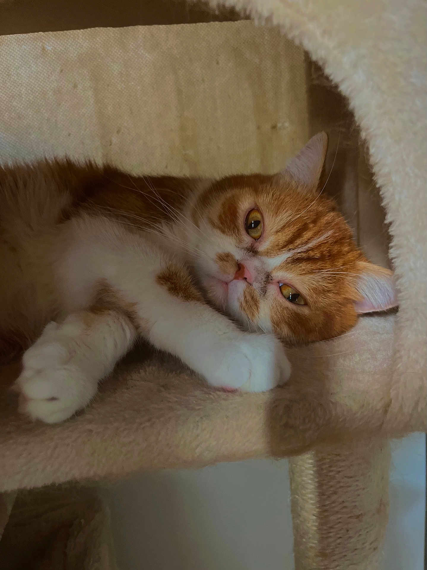 Sunny a rejoint le concours — aidez-le/la à gagner de superbes lots ! cat, orange_cat, white_cat, pet, relaxed, sleepy, feline, indoor, cat_tree, cozy, fur, paw, whiskers, close_up, resting, animal, cute, mammal, domestic_animal, soft_texture