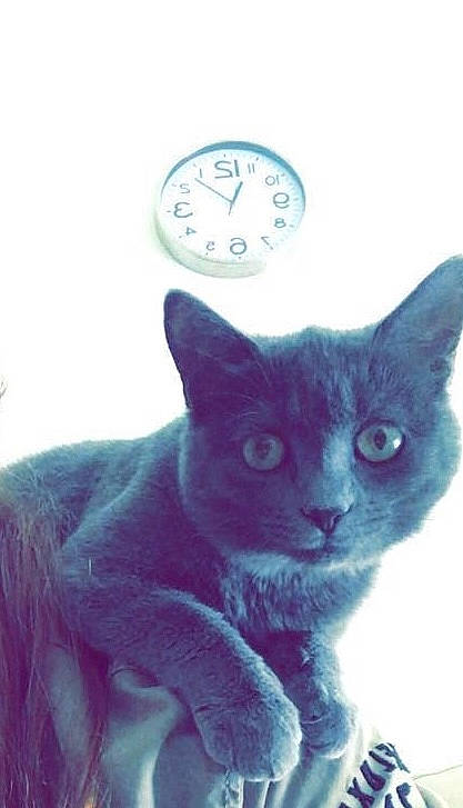 Trèfle participe au concours pour gagner de l'argent avec cette photo : black_cat, carnivore, cat, circle, clock, comfort, domestic_short_haired_cat, electric_blue, felidae, font, fur, grey, home_accessories, paw, russian_blue, small_to_medium_sized_cats, snout, tail, whiskers, window