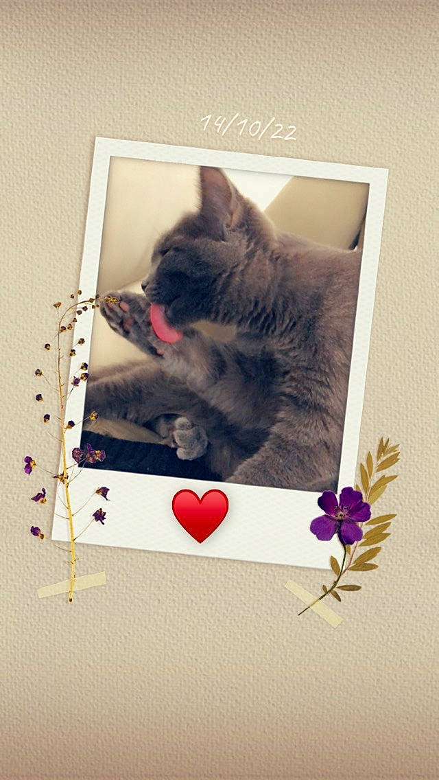 Trèfle participe au concours pour gagner de l'argent avec cette photo : art, black_cat, carmine, carnivore, cat, felidae, font, fur, graphic_design, grey, magenta, paper, paper_product, paw, rectangle, room, small_to_medium_sized_cats, snout, tail, whiskers