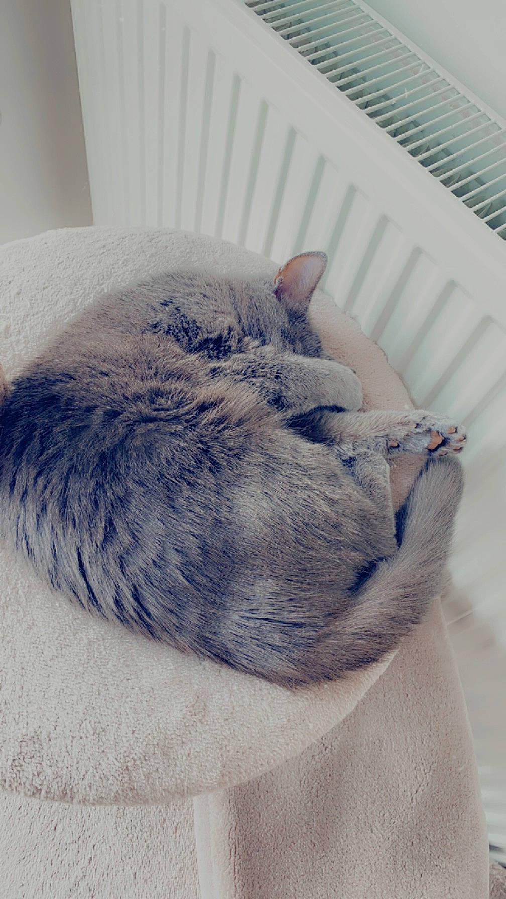 Trèfle participe au concours pour gagner de l'argent avec cette photo : carnivore, cat, cat_bed, comfort, domestic_short_haired_cat, felidae, fur, gesture, grey, linens, nap, paw, sleep, small_to_medium_sized_cats, snout, tail, textile, whiskers, wool, woolen