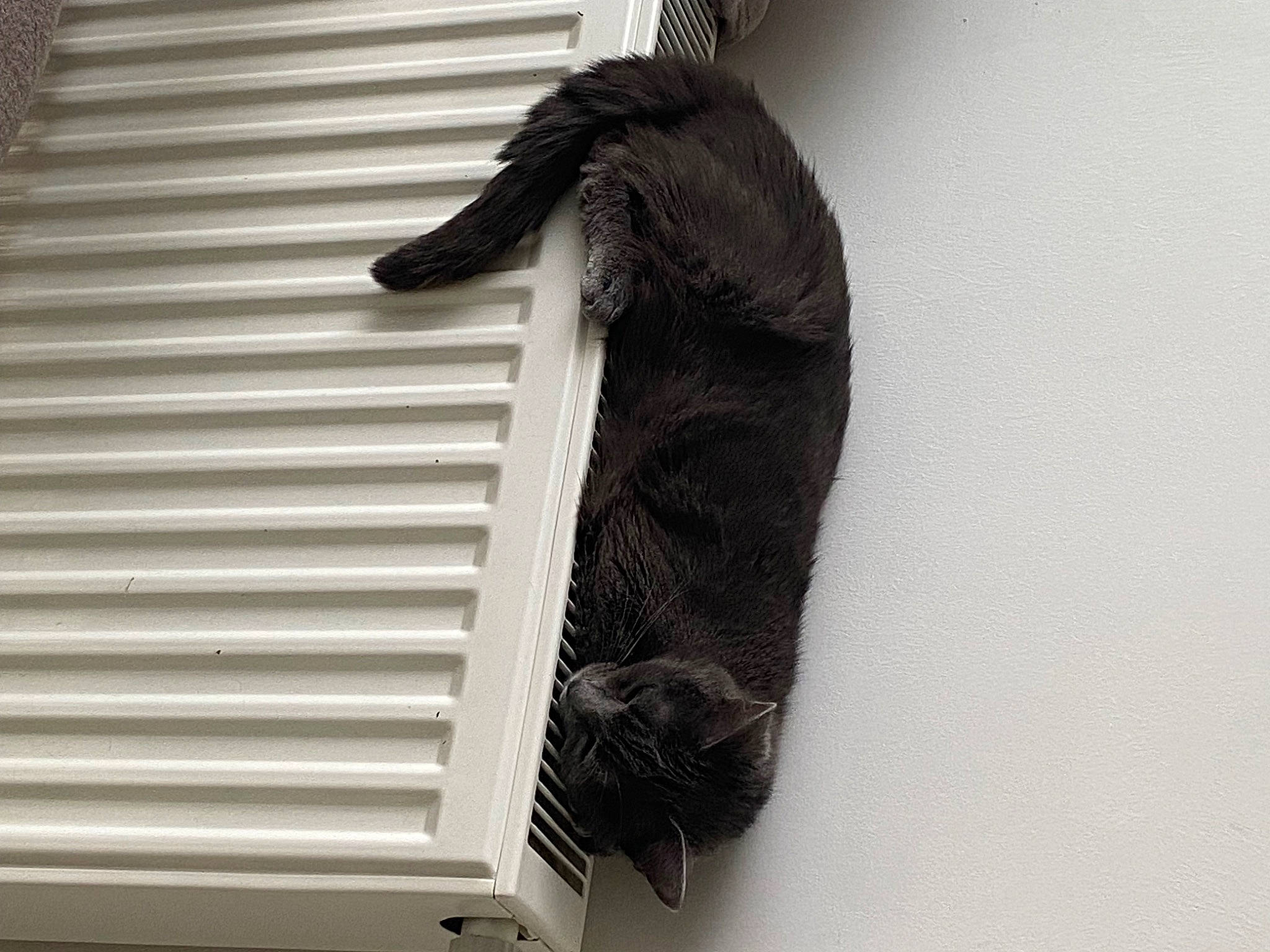 Trèfle participe au concours pour gagner de l'argent avec cette photo : foot, fur, gesture, human_leg, monochrome, monochrome_photography, natural_material, room, shadow, sleeve, tail, thigh, tints_and_shades, window, window_covering, window_treatment, wood, wool, wrist