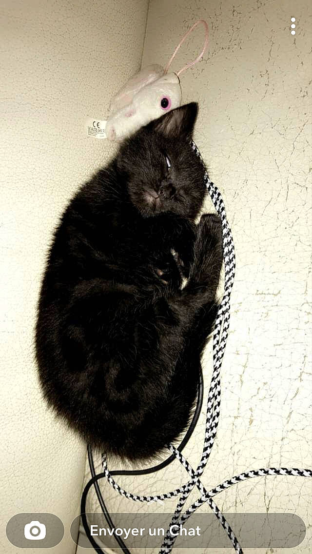 Télya a rejoint le concours — aidez-le/la à gagner de superbes lots ! art, black_cat, bombay, canidae, carnivore, cat, claw, domestic_short_haired_cat, ear, fashion_accessory, felidae, flooring, fur, monochrome, monochrome_photography, paw, small_to_medium_sized_cats, snout, tail, whiskers