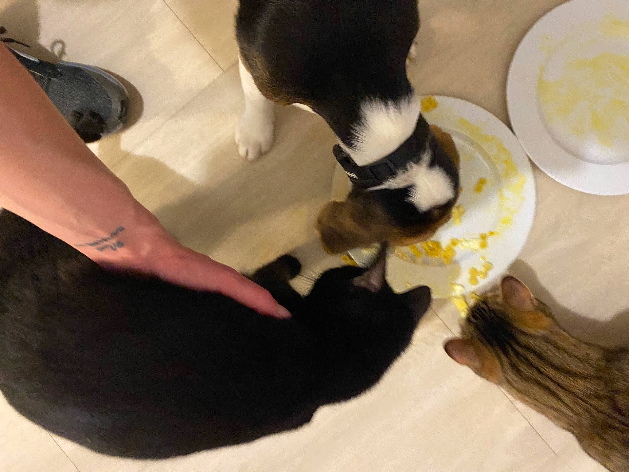 Télya participe au concours pour gagner de l'argent avec cette photo : carnivore, cat, comfort, companion_dog, dog_breed, fawn, felidae, floor, flooring, fur, gesture, human_leg, mammal, pet_supply, small_to_medium_sized_cats, snout, tail, thigh, vertebrate, whiskers