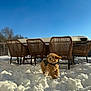 animal, architecture, building, canine, chair, diningtable, dog, furniture, housing, nature, outdoors, pet, poodle, puppy, scenery, shelter, snow, table, terrier, winter