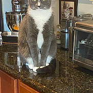 Thor is registered to the contest to win money with this photo: appliances, cabinet, cat, countertop, domestic_interior, granite_countertop, gray_fur, green_eyes, kitchen, paws, pet, portrait, reflection, sitting, stand_mixer, tail, toaster_oven, tuxedo_cat, whiskers, white_bib