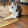 animal, appliance, black_and_white, cabinet, cat, crossed_paws, fluffy, funny_expression, green_eyes, indoor, kitchen, kitten, long_hair, open_mouth, patterned_rug, pet, portrait, rug, sitting, wooden_floor